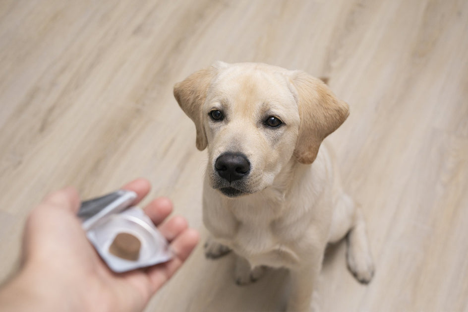 Why Pet Supplements Are Necessary