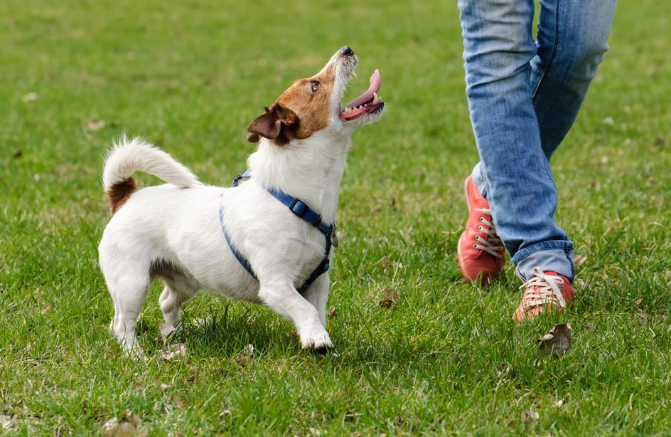 How Much Exercise Do Dogs Need?