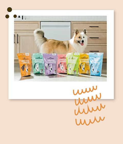 Healthy Treats to Meet Your Dog s Needs Ready Pet Go